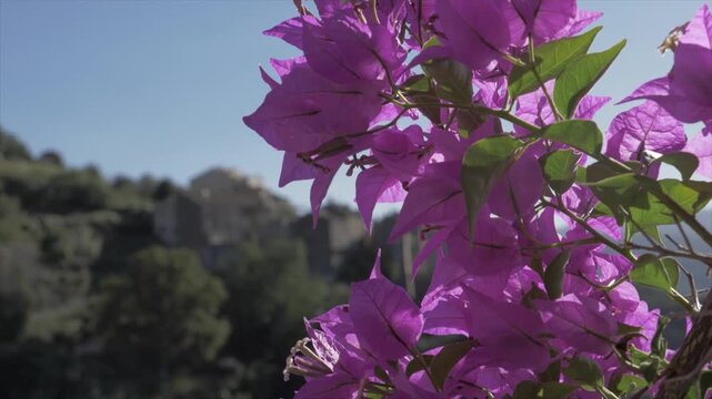 bougainvillier en fleur