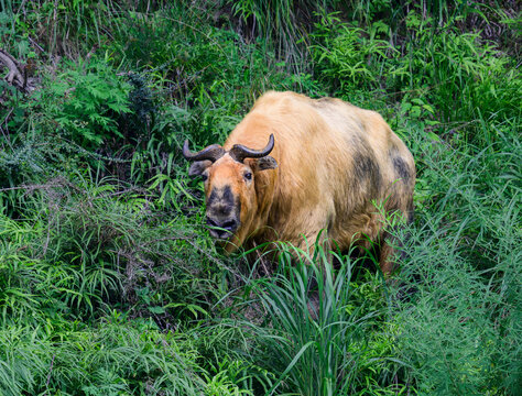 takin eating grass