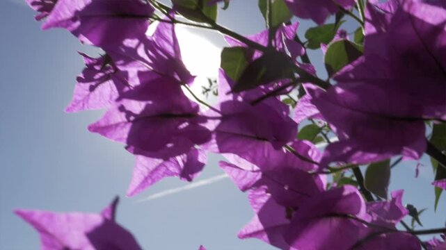 bougainvillier en fleur