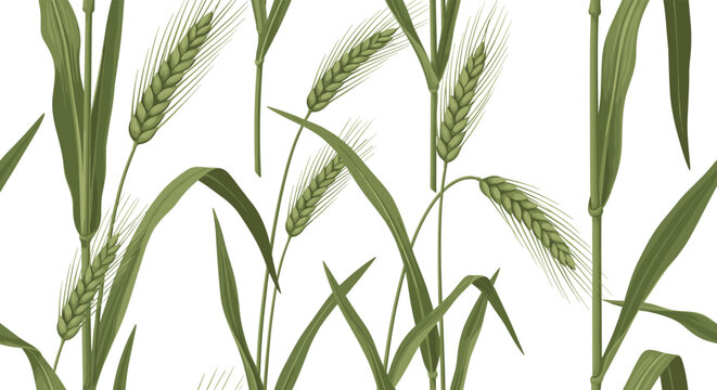 Seamless pattern of green wheat stalks with detailed grain heads and long leaves, representing agriculture and natural harvest seasons.
