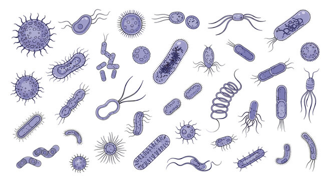 Diverse collection of purple bacteria and virus microorganisms shown in various shapes like cocci and bacilli for scientific study or education.
