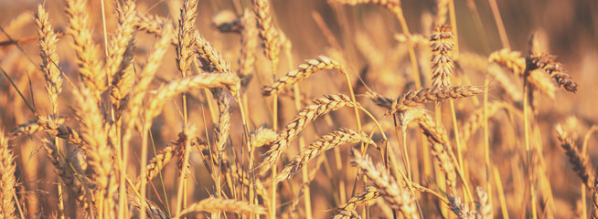 Fototapeta premium Golden wheat field at sunset. Beautiful nature