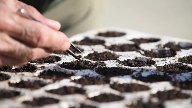 Man planting seed in soil in styrofoam box with tweezers, thermal protection and moisture retention