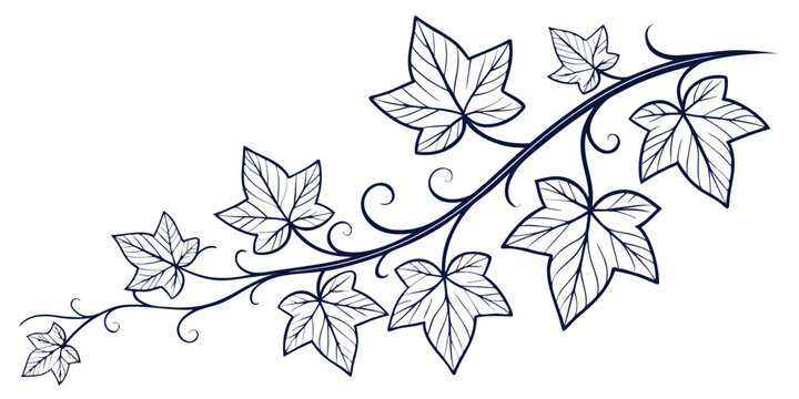 Detailed ivy vine branch with decorative curls nature inspired botanical climbing ornamental illustration monochrome decoration isolated minimalist decorative background