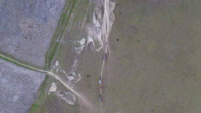 Top-down aerial drone view of a child herding several cattle across a wide open field with natural
