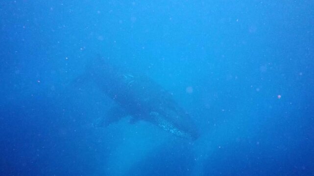 Humpback whale baby in the deep blue waters of Okinawa ,Japan