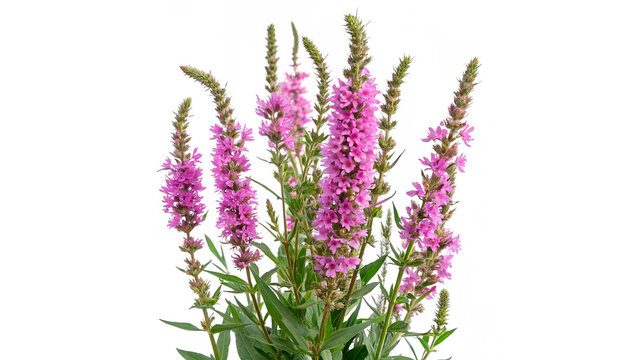  lythrum salicaria isolated on transparent background cut out