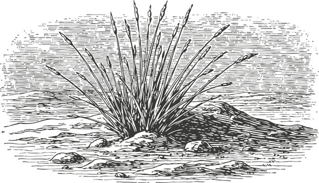 desert grass clump illustration with dry soil and scattered stones natural arid landscape vegetation