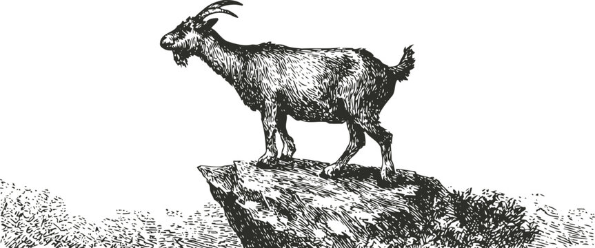 Mountain goat standing on cliff edge wild animal in nature, hand drawn vintage illustration of goat balancing on rock