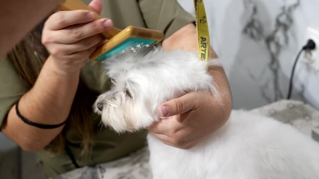 Careful professional groomer brushing the head and face of a fluffy white maltese dog in a specialized pet salon, ensuring the canine's coat is clean, detangled, and well maintained