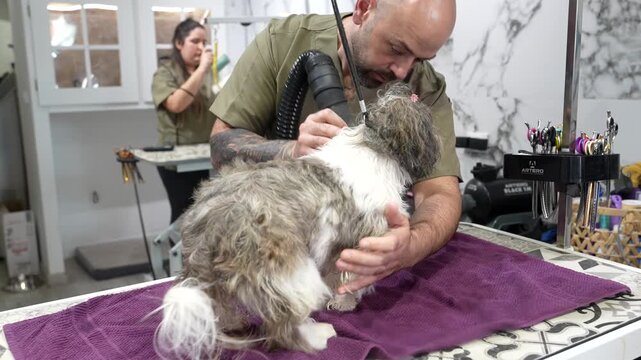 Male pet stylist with tattoos drying a fluffy shih tzu dog with a powerful blaster dryer after a bath, while his female colleague works in the background of the modern grooming salon