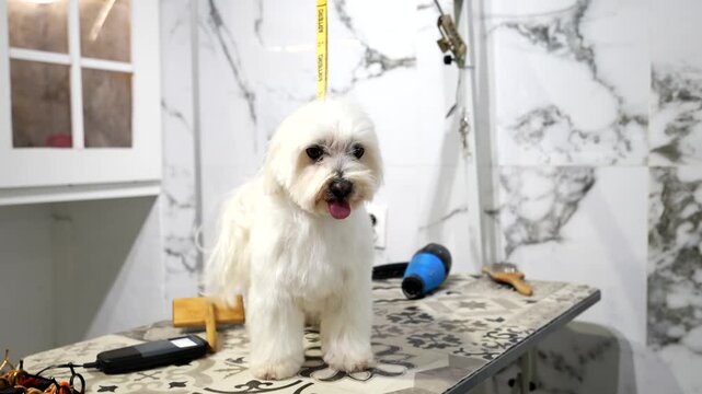 Adorable small white maltese dog standing on a professional grooming table, panting, barking, and looking around impatiently before a haircut session in a modern, clean pet salon