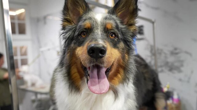 Adorable blue merle australian shepherd standing on a grooming table, panting happily and looking around the professional pet salon while waiting for its spa treatment and haircut