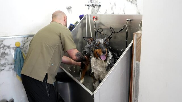 Male groomer with tattoos diligently washing a happy australian shepherd in a professional stainless steel tub, applying shampoo and lathering the wet fur for a deep clean at the pet salon