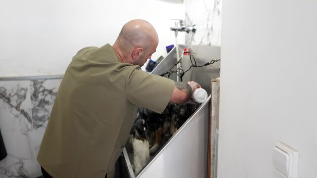 Careful male pet groomer with tattoos washing a wet australian shepherd dog with soap and water in a stainless steel bathtub during a professional hygiene treatment session at a grooming salon