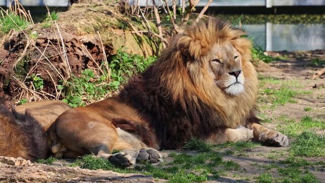 The lion, Panthera leo is one of the four big cats in the genus Panthera and a member of the family Felidae.
