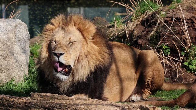 The lion, Panthera leo is one of the four big cats in the genus Panthera and a member of the family Felidae.
