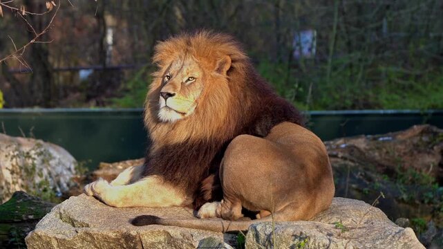 The lion, Panthera leo is one of the four big cats in the genus Panthera and a member of the family Felidae.