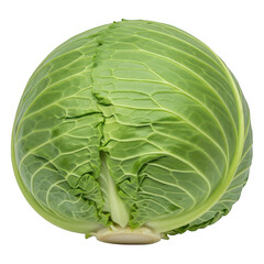 Fototapeta premium A fresh round head of green cabbage displaying its tightly packed layers and natural leaf texture