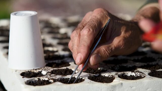 Man planting seed in soil in styrofoam box with tweezers, thermal protection and moisture retention