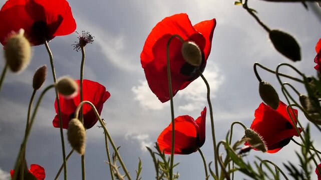 Wide angle bottom up growing and blooming red wild poppies against blue sky. Blooming buds of red opium poppies in mountain regions. Plants and flowers. Poppy for use in medicine.