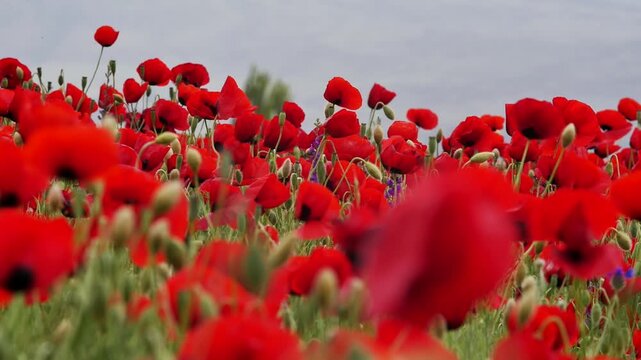 Wind moves many blooming red poppies in wild field. Large meadow of opium poppy in mountains. Use of poppy plant components for medical purposes and in narcotic shadow market.