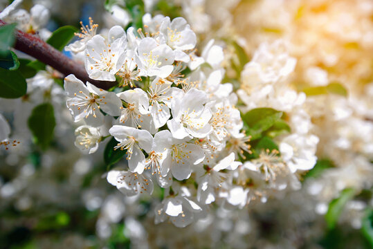Beautiful white apple blossoms on branch during spring season with soft sunlight and golden lens flare, delicate flower petals in an orchard garden. Blooming apple tree flowers with white petals