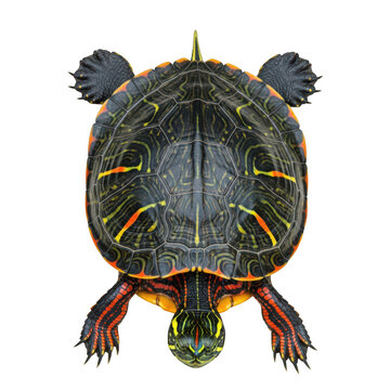 A top down view of a painted turtle featuring a dark patterned shell with vibrant orange markings
