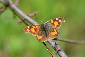 Naklejka premium The leaf-shaped proboscis butterfly Libithea kiltosa has angular wings and is brown with red spots It sits on a branch against a green background Nature insect fauna