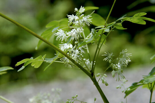 Delicate Flowers of Akikaramatsu (Thalictrum minus) in Summer, Tohoku, Japan