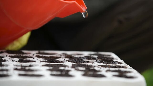 Worker watering soil in styrofoam container, preparation for seeding
