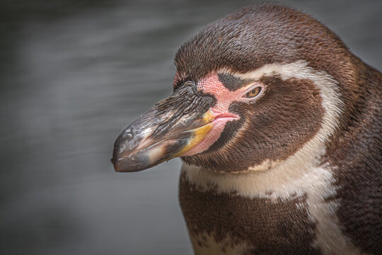 Humboldt Penguin Portrait Close-up with Copy Space