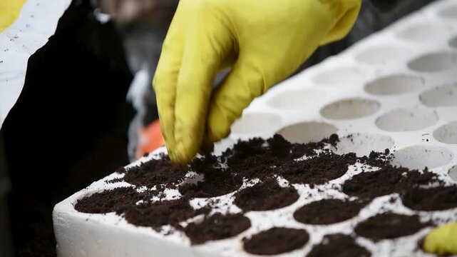 Worker grab soil from bag and putting it in styrofoam container for seeding, wearing yellow plastic protection glove