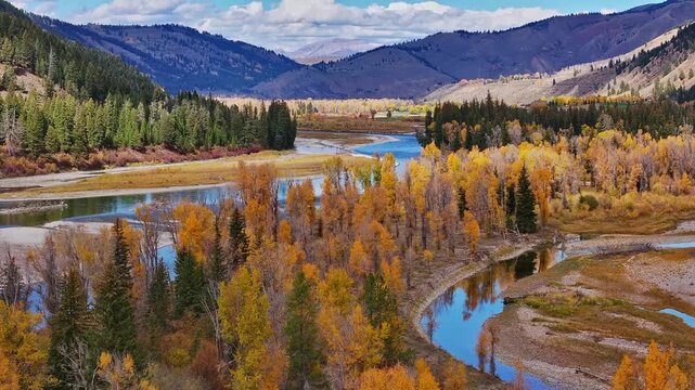 River meandering through colorful autumn forest along Wyoming valley floor, drone push in