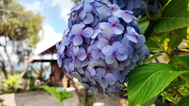 Wellness retreat. Beautiful blue and purple hydrangea blossom, revealing a lush garden and a peaceful morning atmosphere.