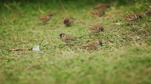 Small sparrow birds on a grass field 2