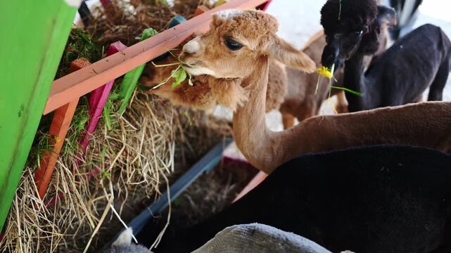 Baby alpaca cria eating fresh grass and hay on farm. Concept of animal growth, agriculture, cute fluffy alpaca portrait in rural environment, organic livestock farming, welfare, eco-friendly farming