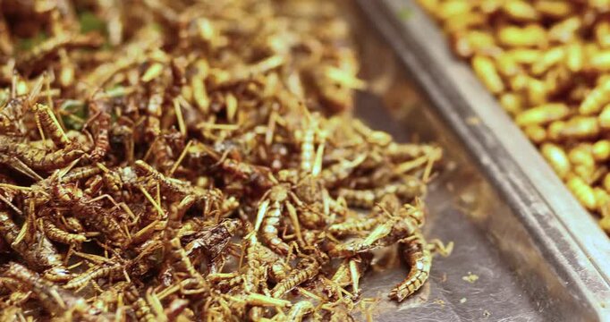 Fried insects in street food trays, alternative protein and popular Asian delicacy, showcasing food culture and sustainable eating trend