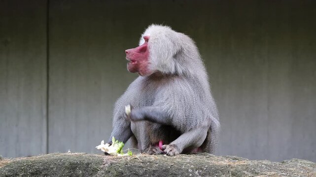 The hamadryas baboon sitting on a rock and looking around.  Papio hamadryas is a species of baboon