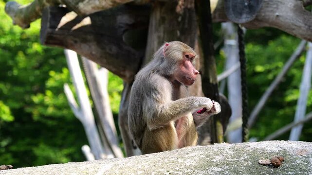 The hamadryas baboon sitting on a rock and looking around.  Papio hamadryas is a species of baboon