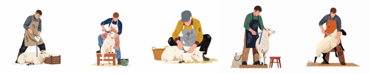 A series of flat vector illustrations showing various farmers shearing white sheep for wool production on a clean white background. © Mairiko