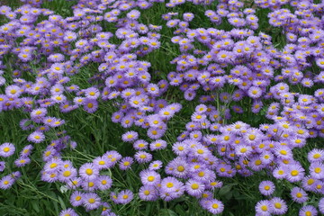 Profuse violet flowers of Erigeron speciosus in June © Anna