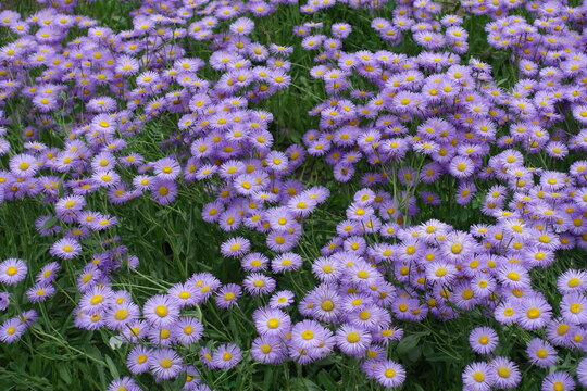 Profuse violet flowers of Erigeron speciosus in June