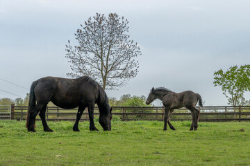 Fototapeta premium Charencey, France - 04 12 2026: Domaine de La Lochetière. A frail grey foal with its mare mother standing on a grassy field in a cloudy grey sky