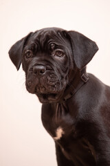 Fototapeta premium Black Cane Corso Puppy Lying on Neutral Background Studio Portrait