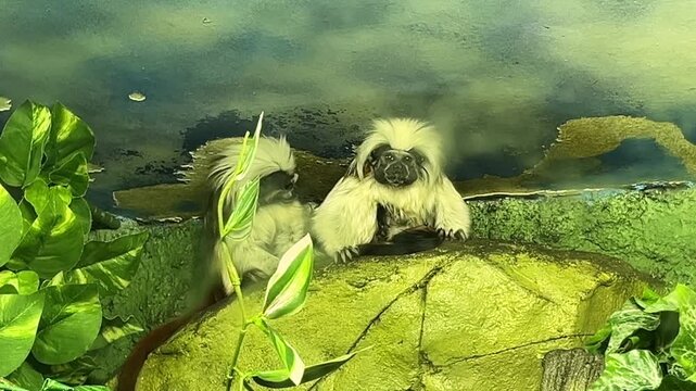 Two cute Goeldi's marmoset are standing on a tree branch