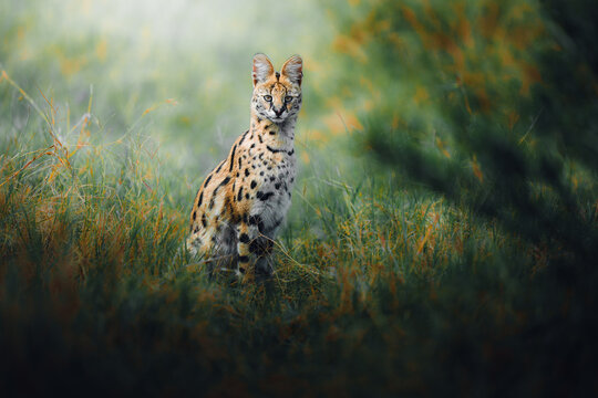 Beautiful protrait for Serval Cat