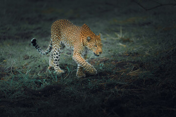 Beautiful protrait for leopard in Masai Mara © ahmed