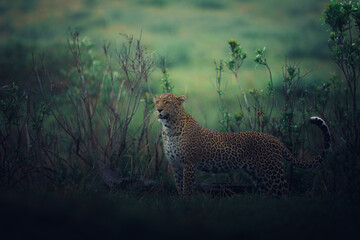 Beautiful protrait for leopard in Masai Mara © ahmed