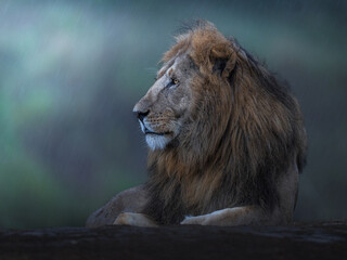 Beautiful protrait for Lion in Masai Mara © ahmed